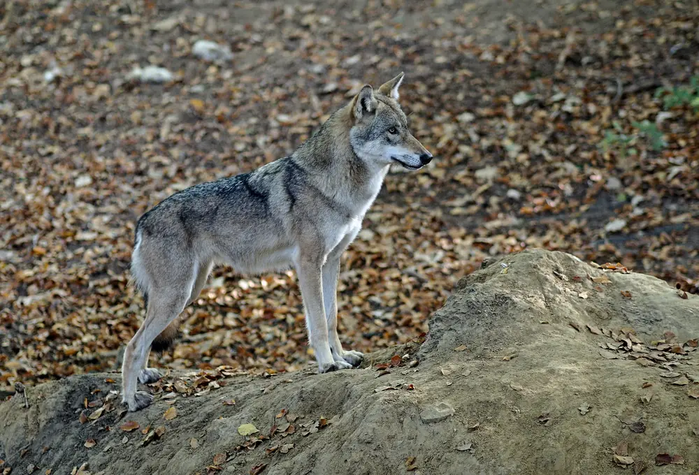 Ein Wolf steht auf einem Felsen im Tierpark Olderdissen